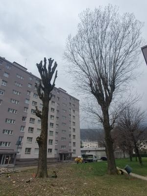 Élagage des peupliers dans une copropriété Grenoble