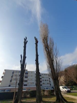 Élagage des peupliers dans une copropriété à Saint-Martin-d’Hères