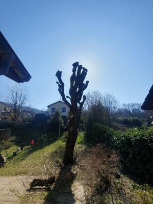 Paysagiste Grenoble - Élagage d’un saule en trogne