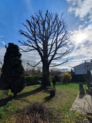 Paysagiste Grenoble - Élagage d’un hêtre