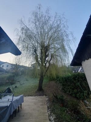 Élagage d’un saule en trogne à Sassenage