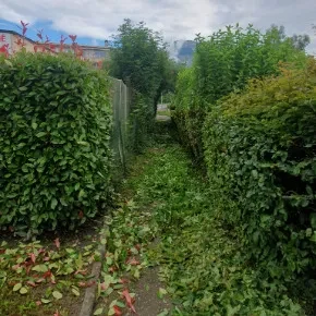 Taille de haie à Biviers pour libérer un passage