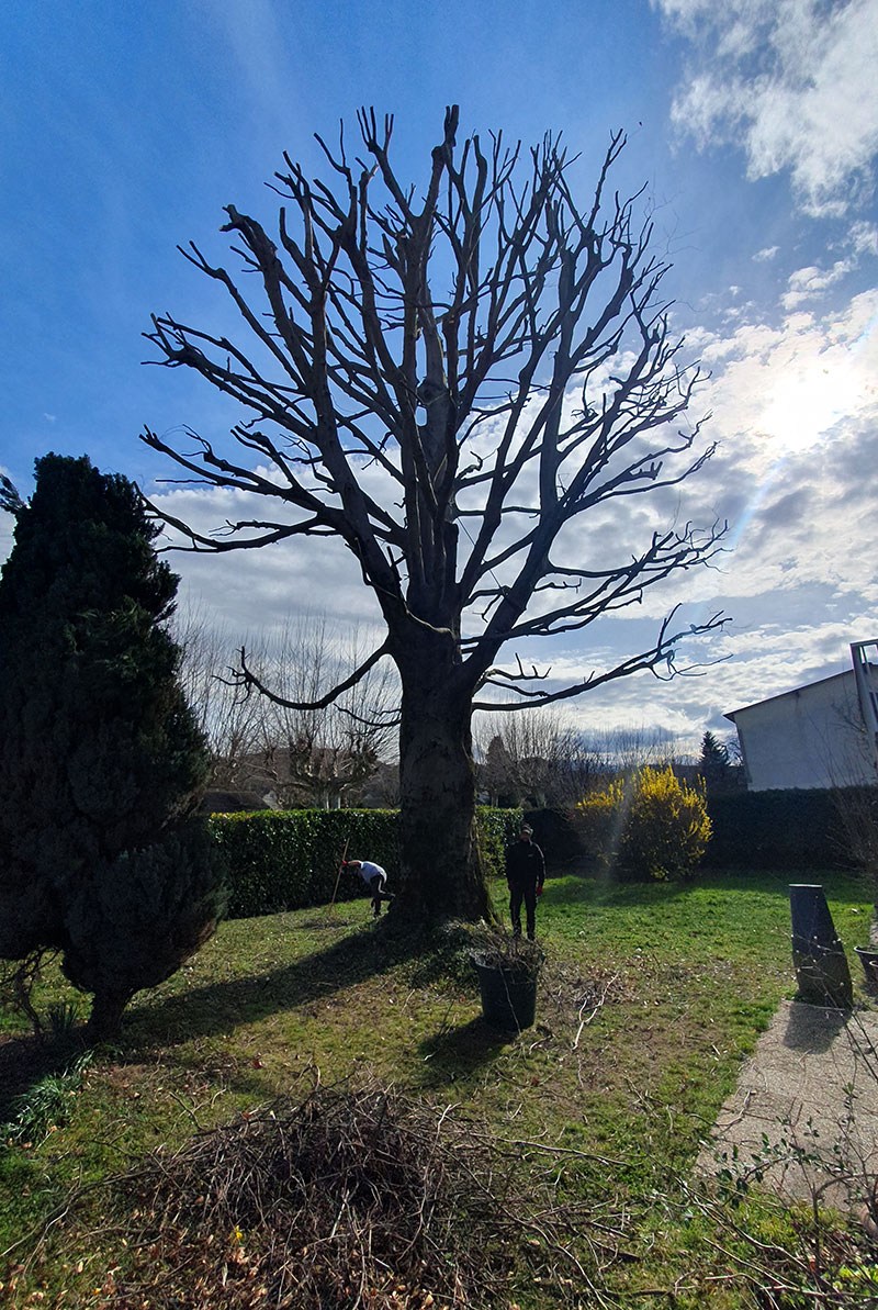 Paysagiste Grenoble élagage arbres eco-responsable