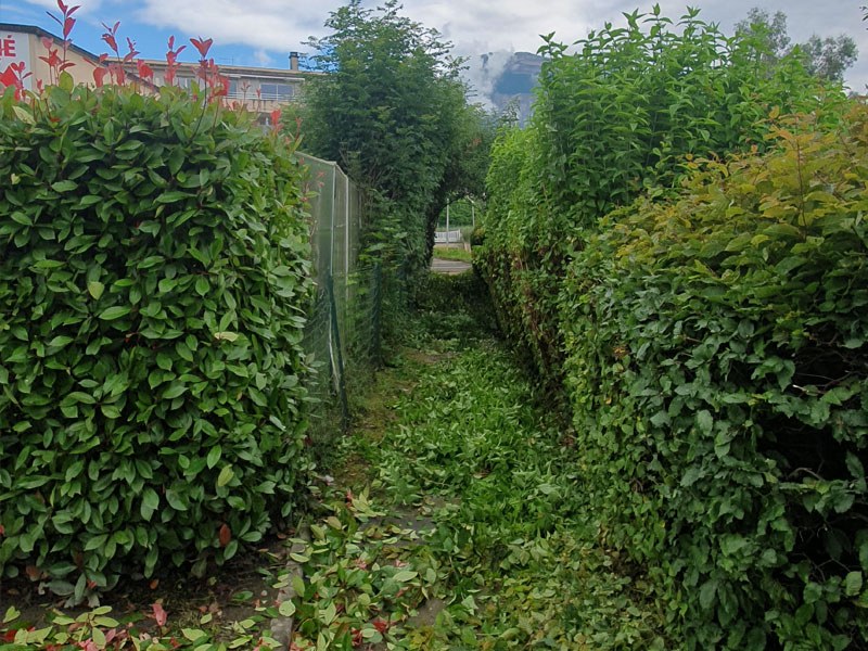 Paysagiste Grenoble taille de haies